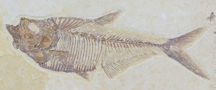 Detailed Diplomystus Fish Fossil From Wyoming #32757
